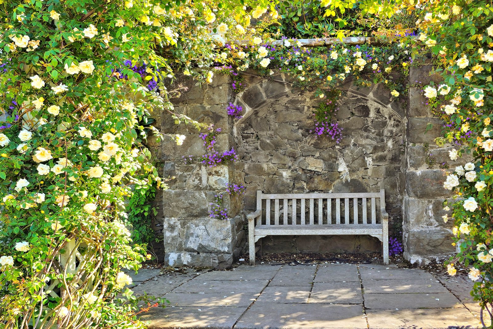 Wooden bench against a stone wall surrounded by arches of climbing white roses. Beautiful British garden.